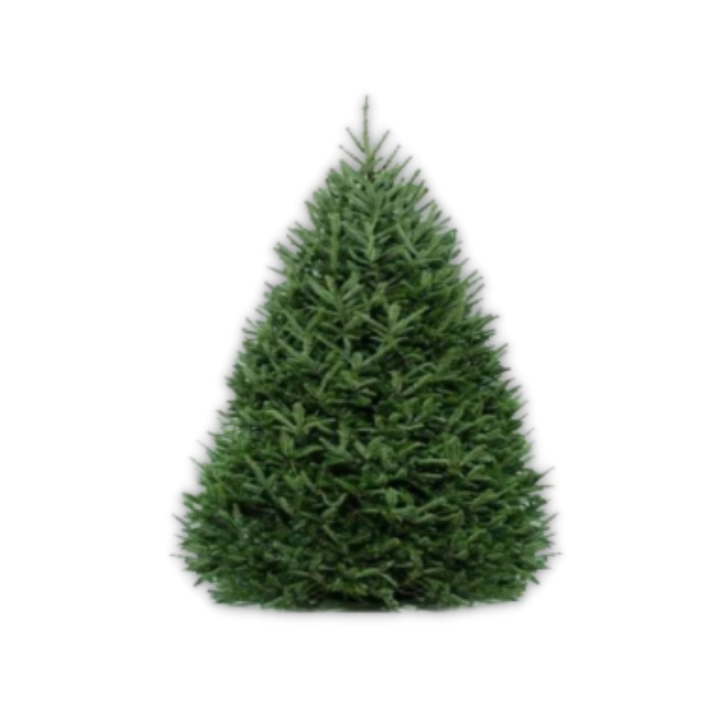 7'-8' Fraser Fir Christmas Tree