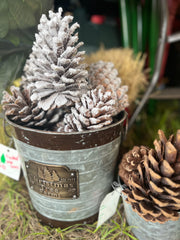 Pinecone_Image_medium.jpg?v=